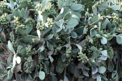  Culinary Knives  on Prickly Pears  Sobbayre